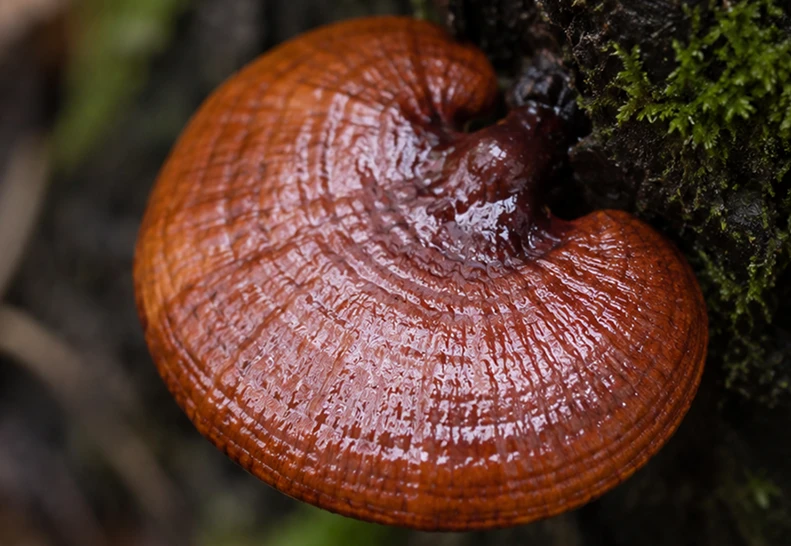 Гриб рейши (Ganoderma lucidum) крупным планом